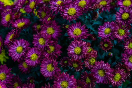 Autumnal flowers of beautiful chrysanthemum flower  in the garden