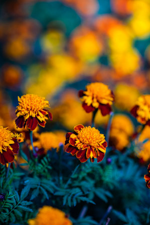 Close up of marigol flowers in the autumnal gardenの写真素材