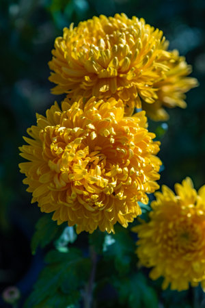Yellow Chrysanthemum flowers in the autumnal garden