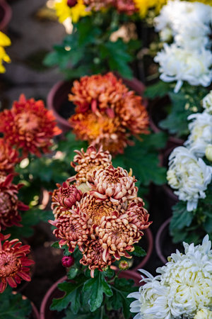 Close up of Chrysanthemum morifolium or florist's daisy
 in autumnal gardenの写真素材