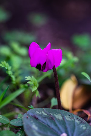 Purple cyclame flower in spring forestの写真素材