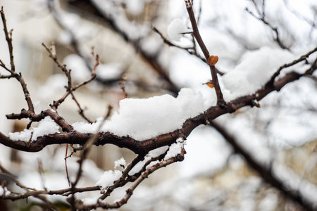 Tree branches under the snow in city parkの写真素材