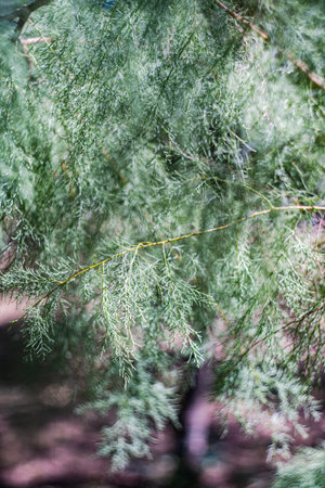 Defocused leaves of tree as a natural background