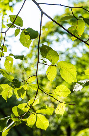 Close up of green leaves on the trees in the summer forest