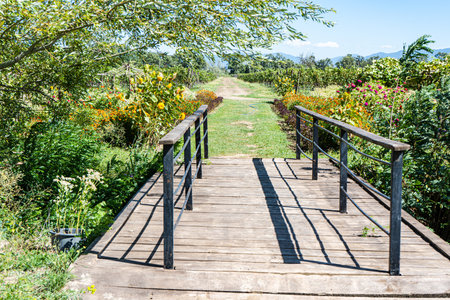 Early autumnal old park view in sunny dayの写真素材