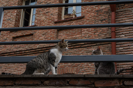 Two cats fight each other on the narrow streets of Old Tbilisi, capital of Georgiaの写真素材