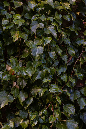 Green leaves of creeping plant as a natural backgroundの写真素材