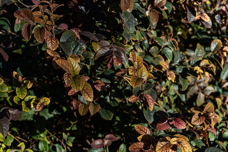 Park bush in the autumnal season with red, yellow and green leavesの写真素材