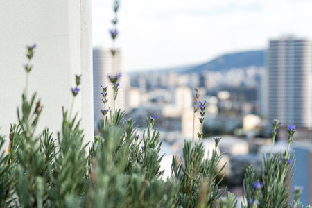 Blue lavender flowers in the city gardenの写真素材