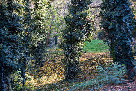 The road in the autumnal park with fallen yellow leavesの写真素材
