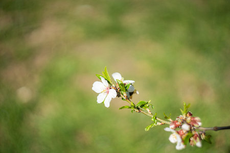 Spring time park with blooming cherry treesの写真素材