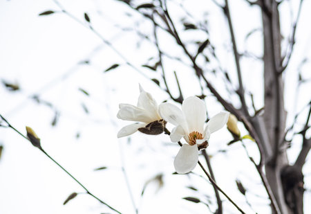 Blooming Anise Magnolia treein the city park in the spring seasonの写真素材