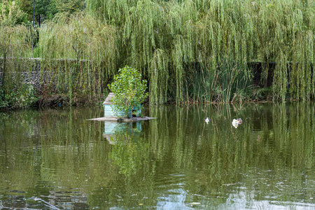 Pond with animals in the park in the summerの写真素材
