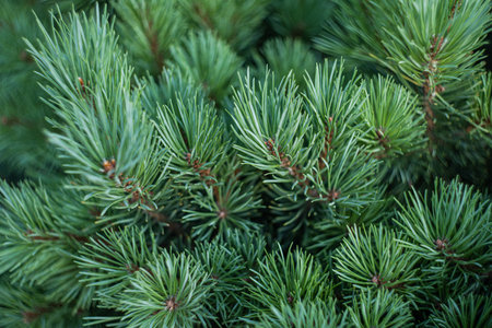 Evergreen fir tree as a natural backgroundの写真素材