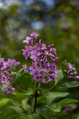 Flowering lilac plant in the seasonal gardenの写真素材