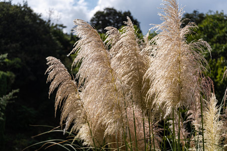 Cortaderia selloana or pampas grass outdoorの写真素材