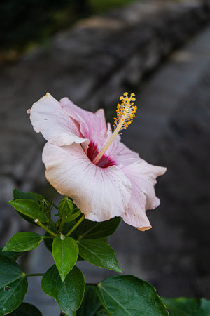 Beautiful pink hibiscus flower in the potの写真素材
