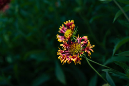 Beautiful Helenium flowers in the late summer gardenの写真素材
