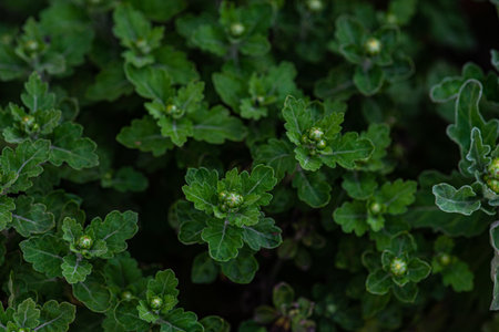 Close up of buds of Aster flowers  in the autumnal gardenの写真素材
