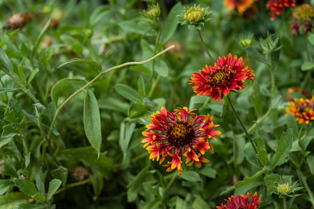 sneezeweed flowers in the autumnal gardenの写真素材