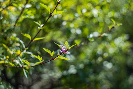 Flowering lilac plant in the seasonal gardenの写真素材