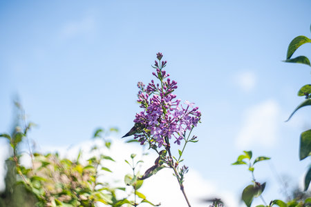 Flowering lilac plant in the seasonal gardenの写真素材