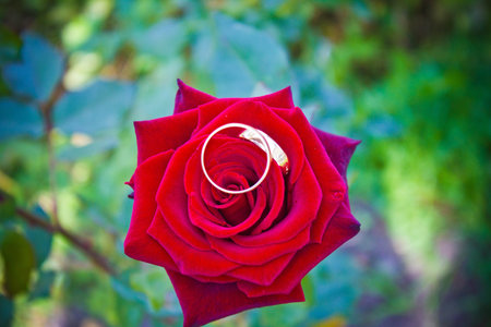 rose happinessの写真素材