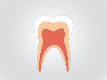 A healthy and clean tooth structure illustrationのイラスト素材