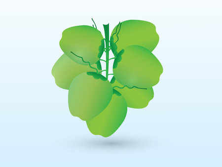 A bunch of fresh green coconut just plucked from tree on white background vector illustrationのイラスト素材