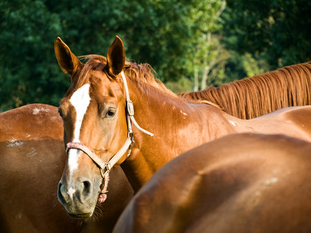 Horse portrait, the horse can listen.の写真素材