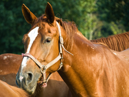 Horse portrait, the horse can listen.の写真素材