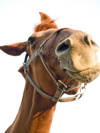 Horse portrait, the horse can listen.の写真素材