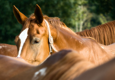 Horse portrait, the horse can listen.の写真素材