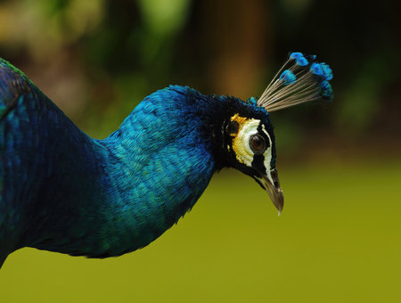 Close up of peacock's head on green blurred background. Location - Malaysia.