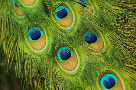 Macro of real Peacock's feathers, that demonstrates thair structure and colors. Shot with narrow depth of field. Fragment of real bird, Malaysia.の写真素材