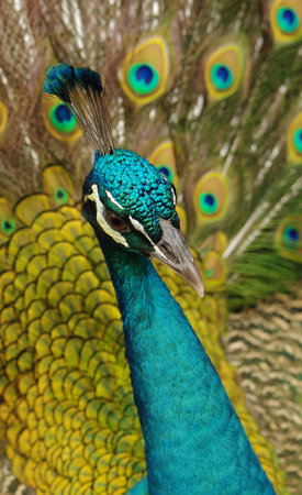 Peacock close-up image, that demonsrtates it's head detailsの写真素材