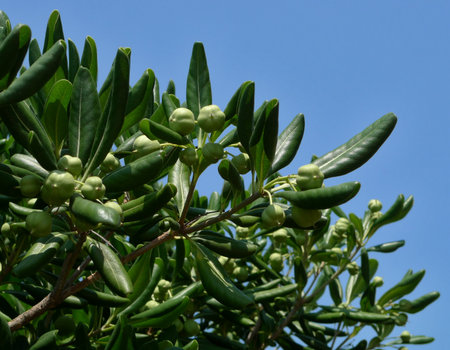 Green fruits, ripes, branches, leaves of olive-like tree against blue backgroundの写真素材
