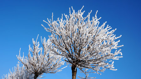 Natural snow in sunny winter weather. Beautiful shape of trees on sky background.の写真素材