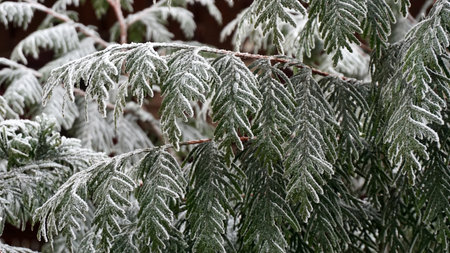 The texture of green leaves in rime, frozen wintertime. Close-up view, sunny weather.の写真素材