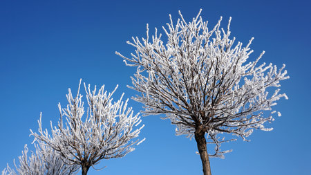 Natural snow in sunny winter weather. Beautiful shape of snowy trees on blue sky backgroundの写真素材