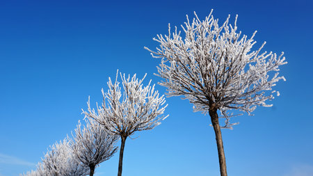Natural snow in sunny winter weather. Beautiful shape of snowy trees on sky backdropの写真素材