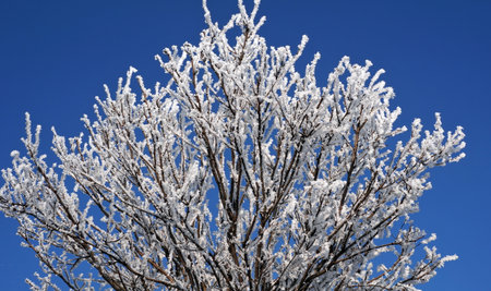 Beautiful snowy branches a top of tree on blue sky backdrop.の写真素材