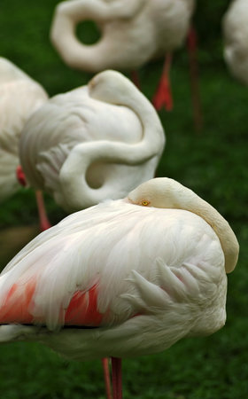 Group of pink birds preening its feathers. A flock of flamingosの写真素材