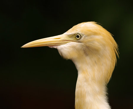 Heron holds in a beak the green caterpillar. Macro shot of wildlife.の写真素材