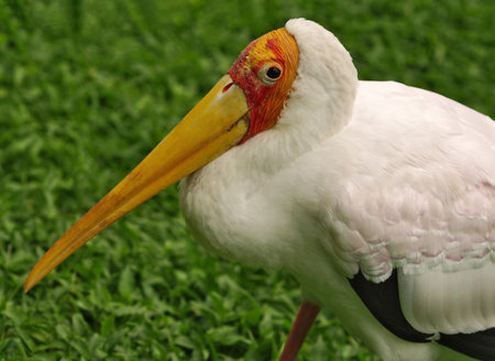 the yellow-red ridge on the head and big eye on blurred grass background. Portrait of the stork in the nature habitat. Macro shot.の写真素材