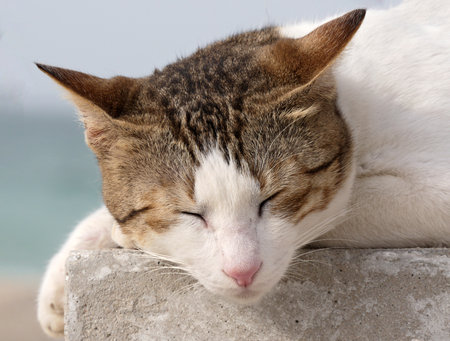 cat sleeps on blurred light background. Striped cat restingの写真素材