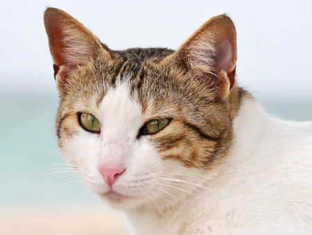 Cat with yellow  eyes on blurred backdrop, long whiskers, pure wool.の写真素材