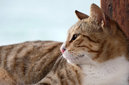 Profile of yellow-eyed, striped not purebred cat, long whiskers, pure woolの写真素材