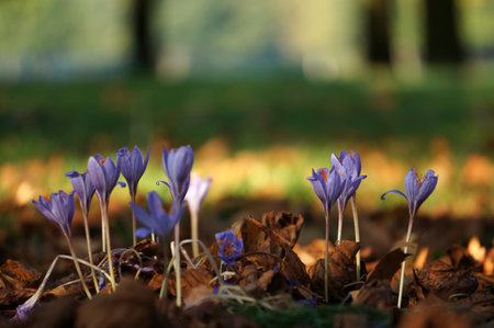 Beautiful purple crocuses at the spring time. Nature background. Macro shot with selective focus.の写真素材