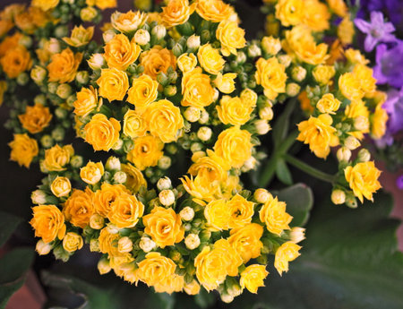 Yellow Calandiva flowers Kalanchoe, family Crassulaceae, close up, bokeh background. Beautiful yellow flowers of Kalanchoe close-up.の写真素材